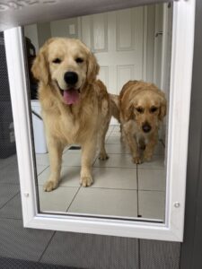 screen pet doors sydney