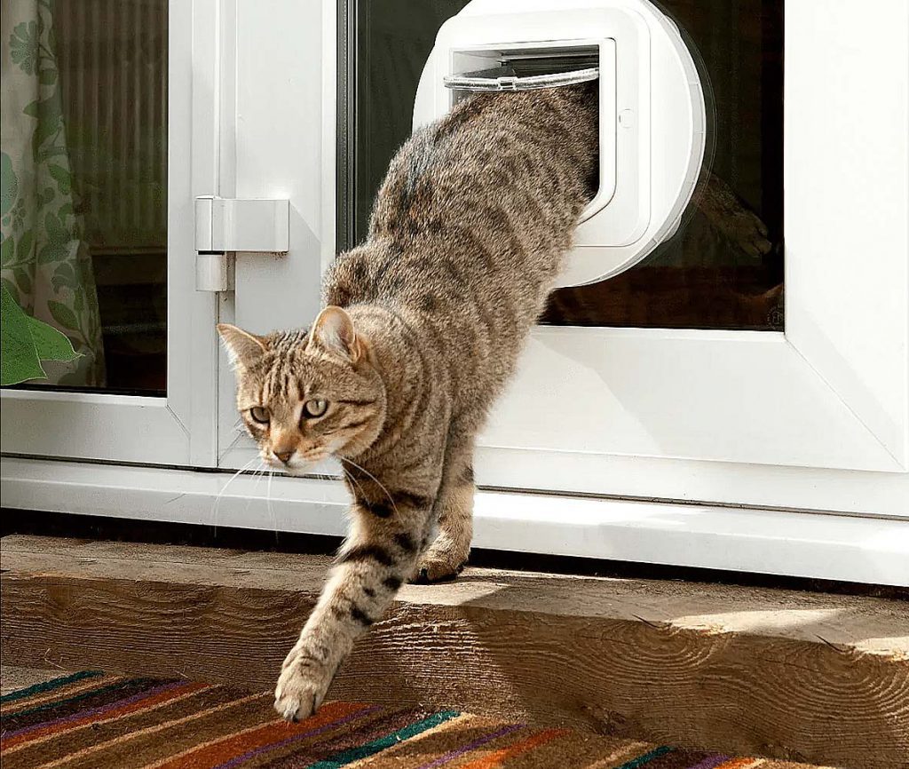 sure petcare glass cat door